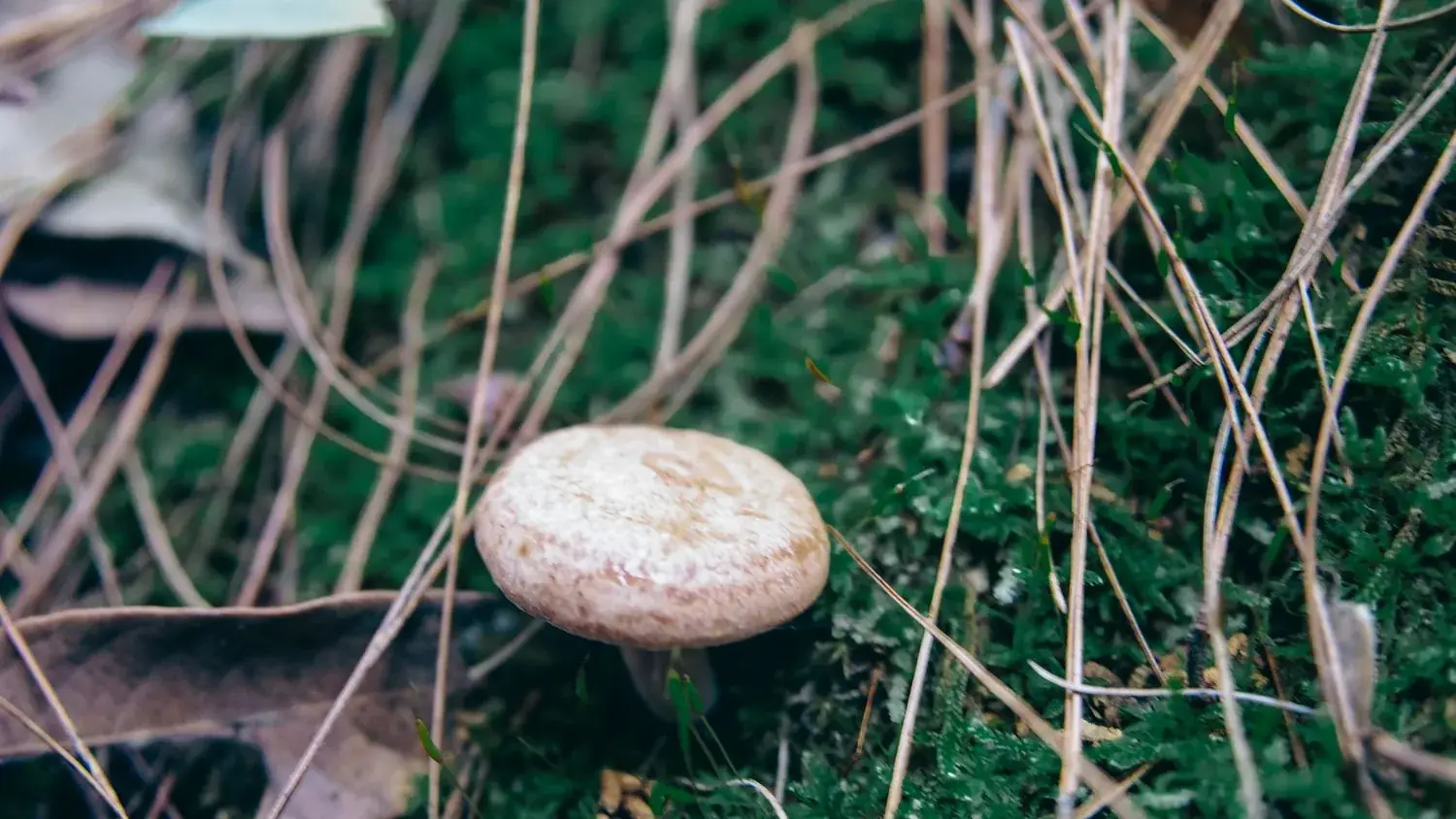 Kërpudha Lion's Mane (Hericium erinaceus) në natyrë